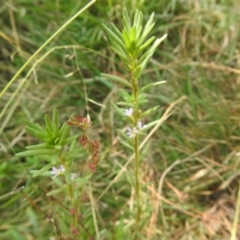 Lythrum hyssopifolia (Small Loosestrife) at QPRC LGA - 9 Mar 2024 by Liam.m