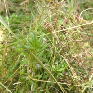 Lythrum hyssopifolia at QPRC LGA - 9 Mar 2024