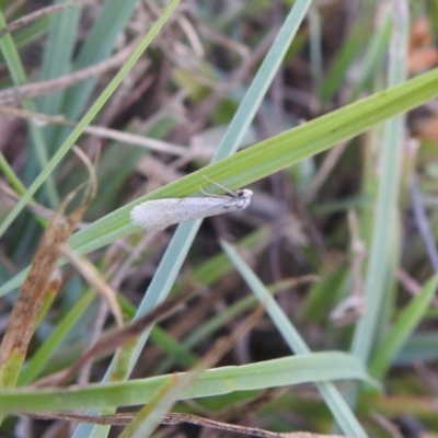 Unidentified Pyralid or Snout Moth (Pyralidae & Crambidae) at QPRC LGA - 9 Mar 2024 by Liam.m