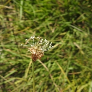 Plantago lanceolata at QPRC LGA - suppressed