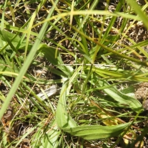 Plantago lanceolata at QPRC LGA - suppressed