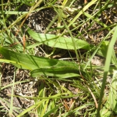 Plantago lanceolata at QPRC LGA - suppressed