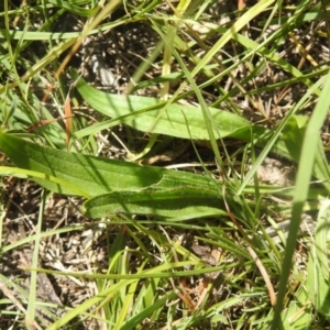 Plantago lanceolata at QPRC LGA - suppressed