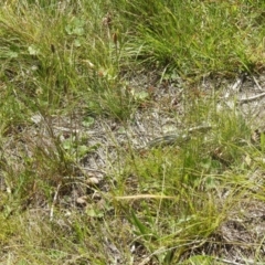 Plantago lanceolata at QPRC LGA - suppressed