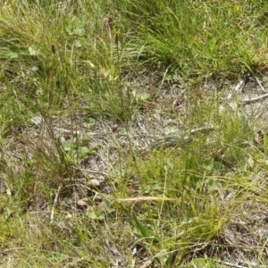 Plantago lanceolata at QPRC LGA - suppressed