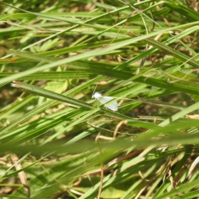 Tipanaea patulella (A Crambid moth) at Carwoola, NSW - 9 Mar 2024 by Liam.m