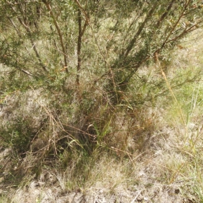 Panicum effusum (Hairy Panic Grass) at Carwoola, NSW - 9 Mar 2024 by Liam.m
