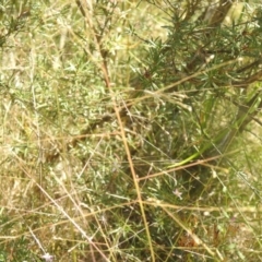 Panicum effusum at QPRC LGA - 9 Mar 2024