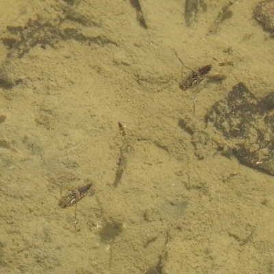 Enithares sp. (genus) (Backswimmer) at Carwoola, NSW - 9 Mar 2024 by Liam.m