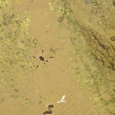 Gerridae (family) (Unidentified water strider) at Carwoola, NSW - 9 Mar 2024 by Liam.m