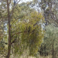 Amyema miquelii (Box Mistletoe) at Carwoola, NSW - 9 Mar 2024 by Liam.m