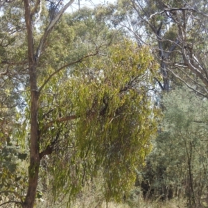 Amyema miquelii at QPRC LGA - suppressed