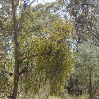 Amyema miquelii (Box Mistletoe) at Carwoola, NSW - 9 Mar 2024 by Liam.m