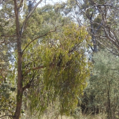 Amyema miquelii (Box Mistletoe) at QPRC LGA - 9 Mar 2024 by Liam.m