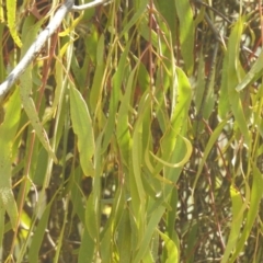 Amyema miquelii at QPRC LGA - suppressed