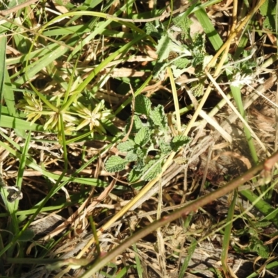 Marrubium vulgare (Horehound) at QPRC LGA - 9 Mar 2024 by Liam.m