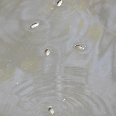 Macrogyrus (genus) (whirligig beetles) at QPRC LGA - 9 Mar 2024 by Liam.m