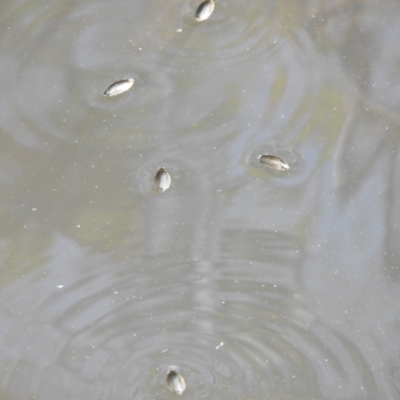 Macrogyrus sp. (genus) (A whirligig beetle) at Carwoola, NSW - 9 Mar 2024 by Liam.m