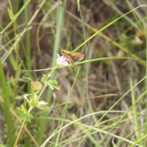 Taractrocera papyria at QPRC LGA - suppressed