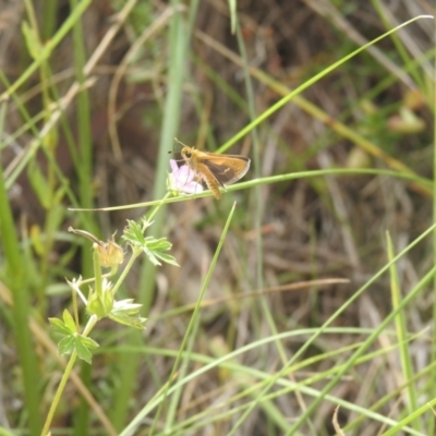 Taractrocera papyria (White-banded Grass-dart) at Carwoola, NSW - 9 Mar 2024 by Liam.m