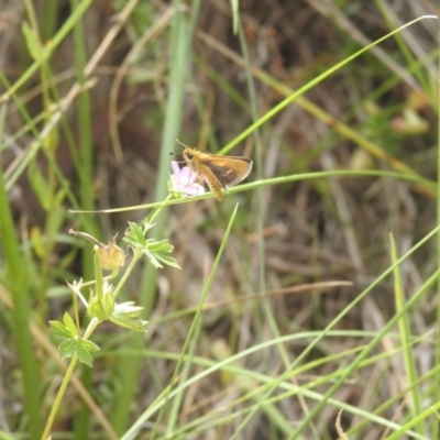 Taractrocera papyria (White-banded Grass-dart) at QPRC LGA - 9 Mar 2024 by Liam.m