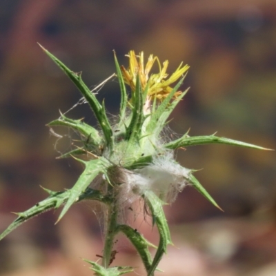 Carthamus lanatus (Saffron Thistle) at Symonston, ACT - 10 Mar 2024 by RodDeb