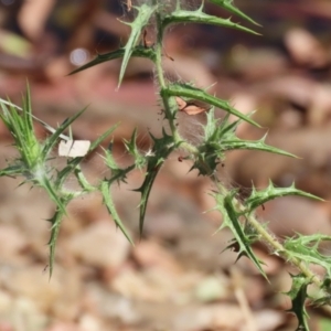 Carthamus lanatus at Symonston, ACT - 10 Mar 2024