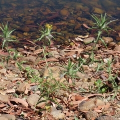 Carthamus lanatus at Symonston, ACT - 10 Mar 2024