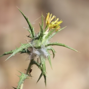 Carthamus lanatus at Symonston, ACT - 10 Mar 2024