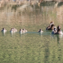 Chenonetta jubata (Australian Wood Duck) at Symonston, ACT - 10 Mar 2024 by RodDeb