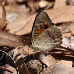 Junonia villida at Symonston, ACT - 10 Mar 2024 12:51 PM