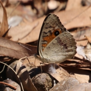 Junonia villida at Symonston, ACT - 10 Mar 2024 12:51 PM