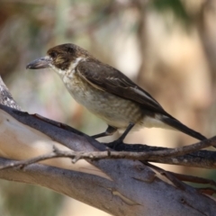 Cracticus torquatus (Grey Butcherbird) at Symonston, ACT - 10 Mar 2024 by RodDeb