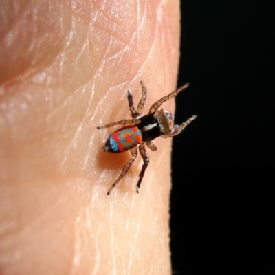 Maratus pavonis (Dunn's peacock spider) at QPRC LGA - 10 Mar 2024 by Wandiyali