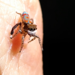 Maratus pavonis at QPRC LGA - suppressed