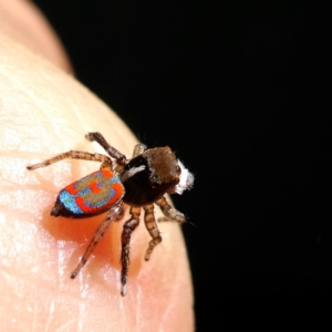 Maratus pavonis at QPRC LGA - 10 Mar 2024