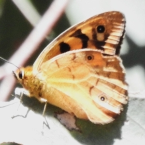 Heteronympha penelope at Namadgi National Park - 10 Mar 2024