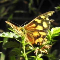 Heteronympha paradelpha (Spotted Brown) at Namadgi National Park - 10 Mar 2024 by JohnBundock