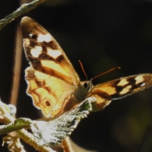 Heteronympha banksii at Namadgi National Park - 10 Mar 2024