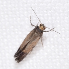 Tineidae (family) (Clothes moths (Tineidae)) at QPRC LGA - 9 Mar 2024 by DianneClarke
