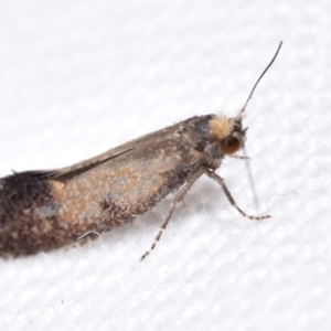 Tineidae (family) at QPRC LGA - suppressed