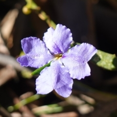 Dampiera stricta (Blue Dampiera) at Jerrawangala National Park - 17 Aug 2023 by RobG1