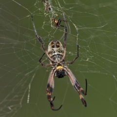 Trichonephila edulis (Golden orb weaver) at Block 402 - 9 Mar 2024 by Kenp12