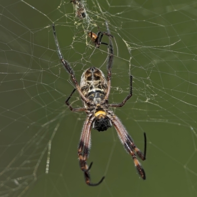 Trichonephila edulis (Golden orb weaver) at Block 402 - 10 Mar 2024 by Kenp12