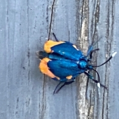 Cebysa leucotelus at Giralang, ACT - 10 Mar 2024