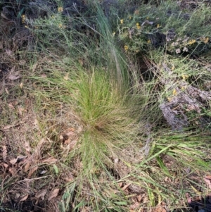 Nassella trichotoma at The Fair, Watson - 10 Mar 2024