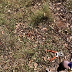 Nassella trichotoma (Serrated Tussock) at The Fair, Watson - 10 Mar 2024 by waltraud