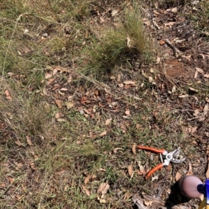 Nassella trichotoma at Mount Majura - 10 Mar 2024