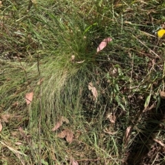 Nassella trichotoma (Serrated Tussock) at Watson, ACT - 10 Mar 2024 by waltraud