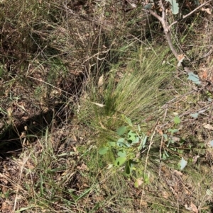 Nassella trichotoma at Mount Majura - 10 Mar 2024